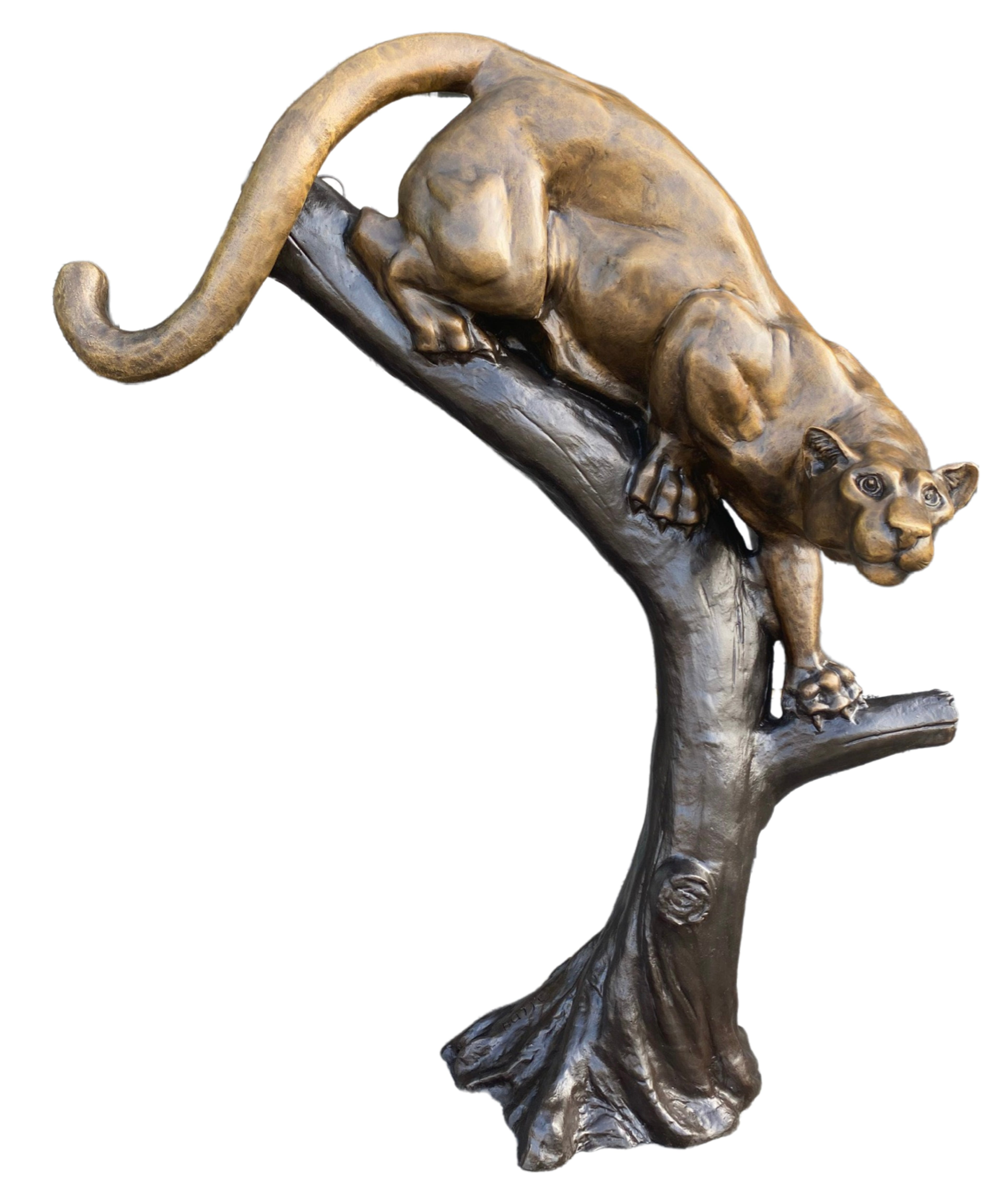 Cougar on Tree