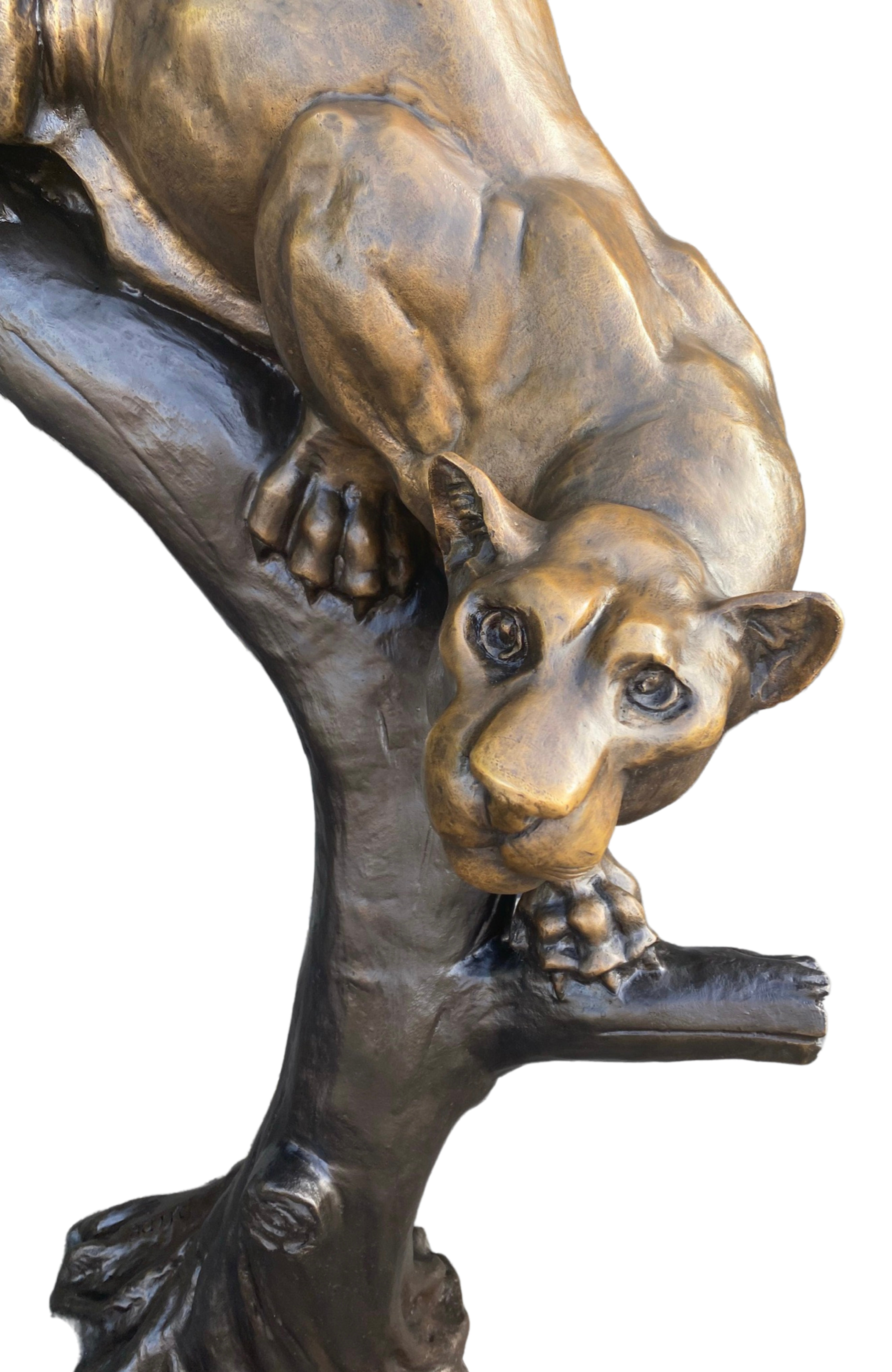 Cougar on Tree