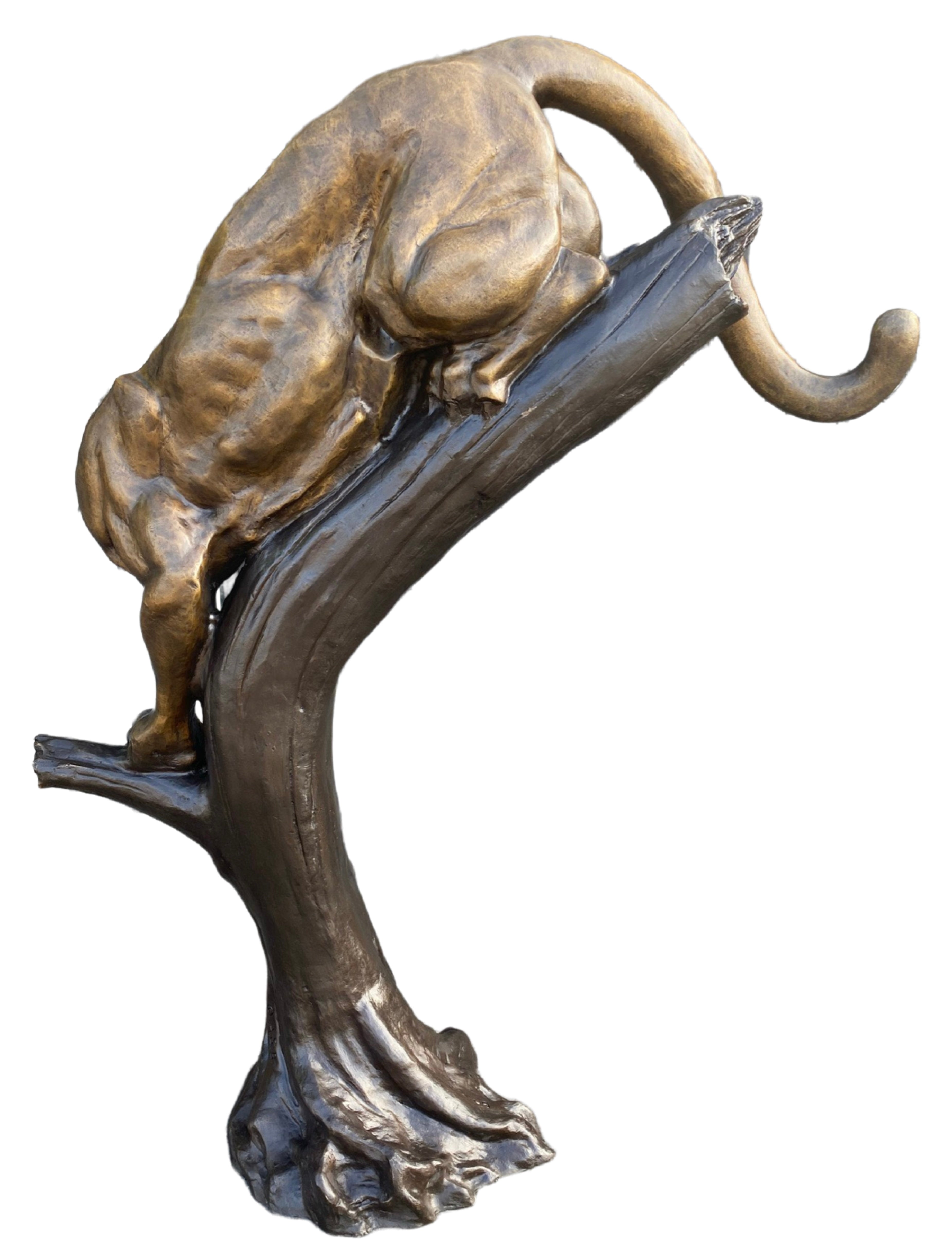 Cougar on Tree