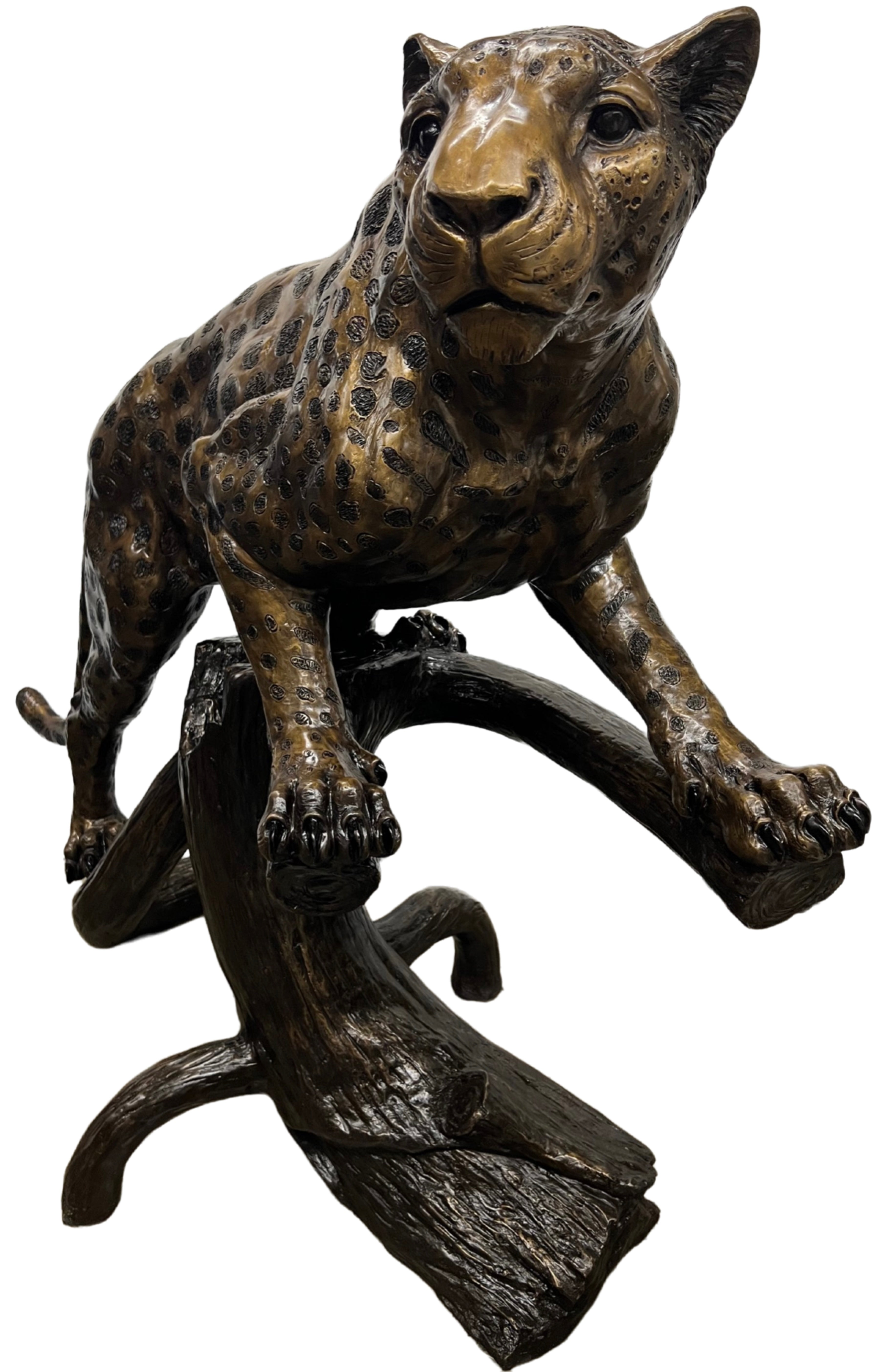 Jaguar on Log