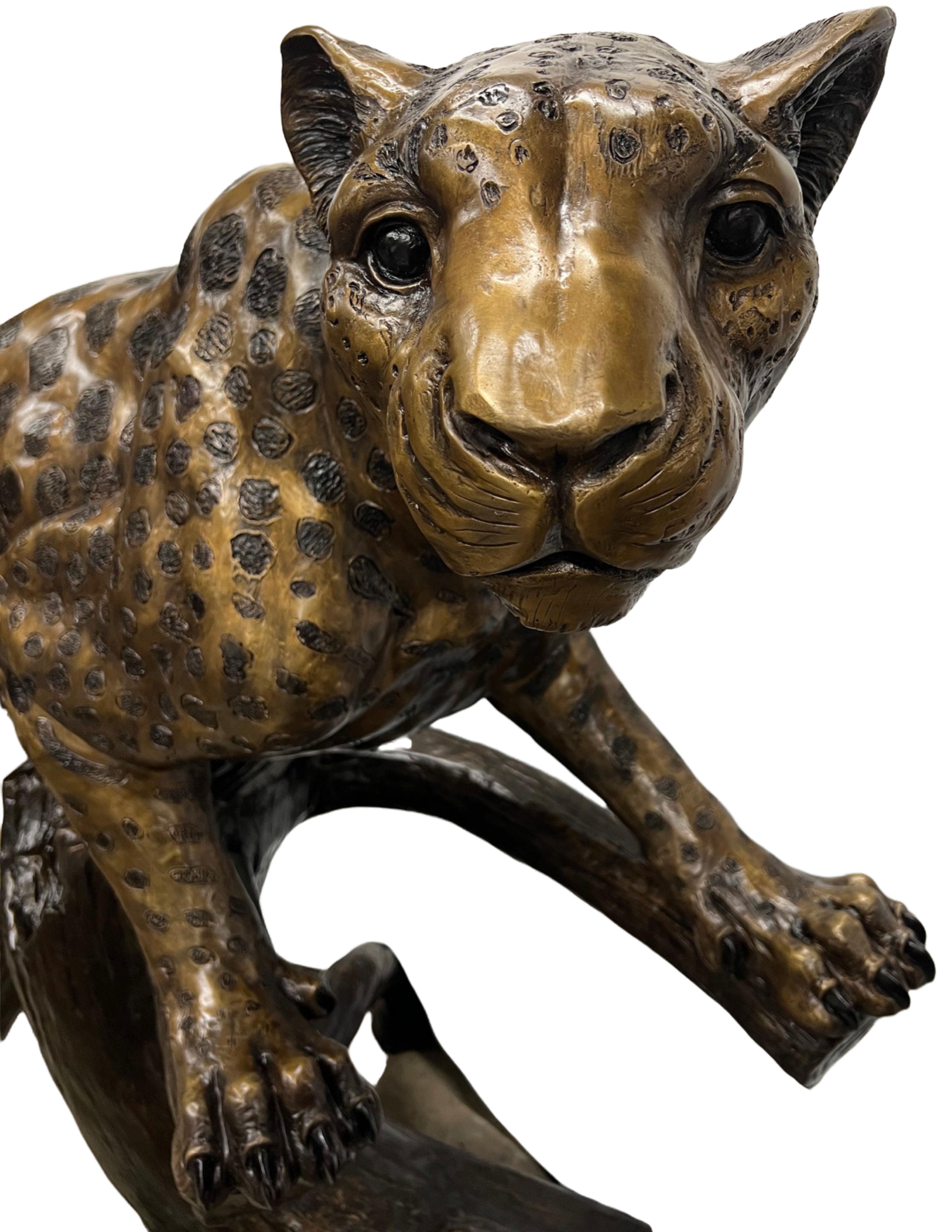 Jaguar on Log