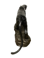 Black Panther on Rock
