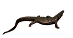 Crocodile