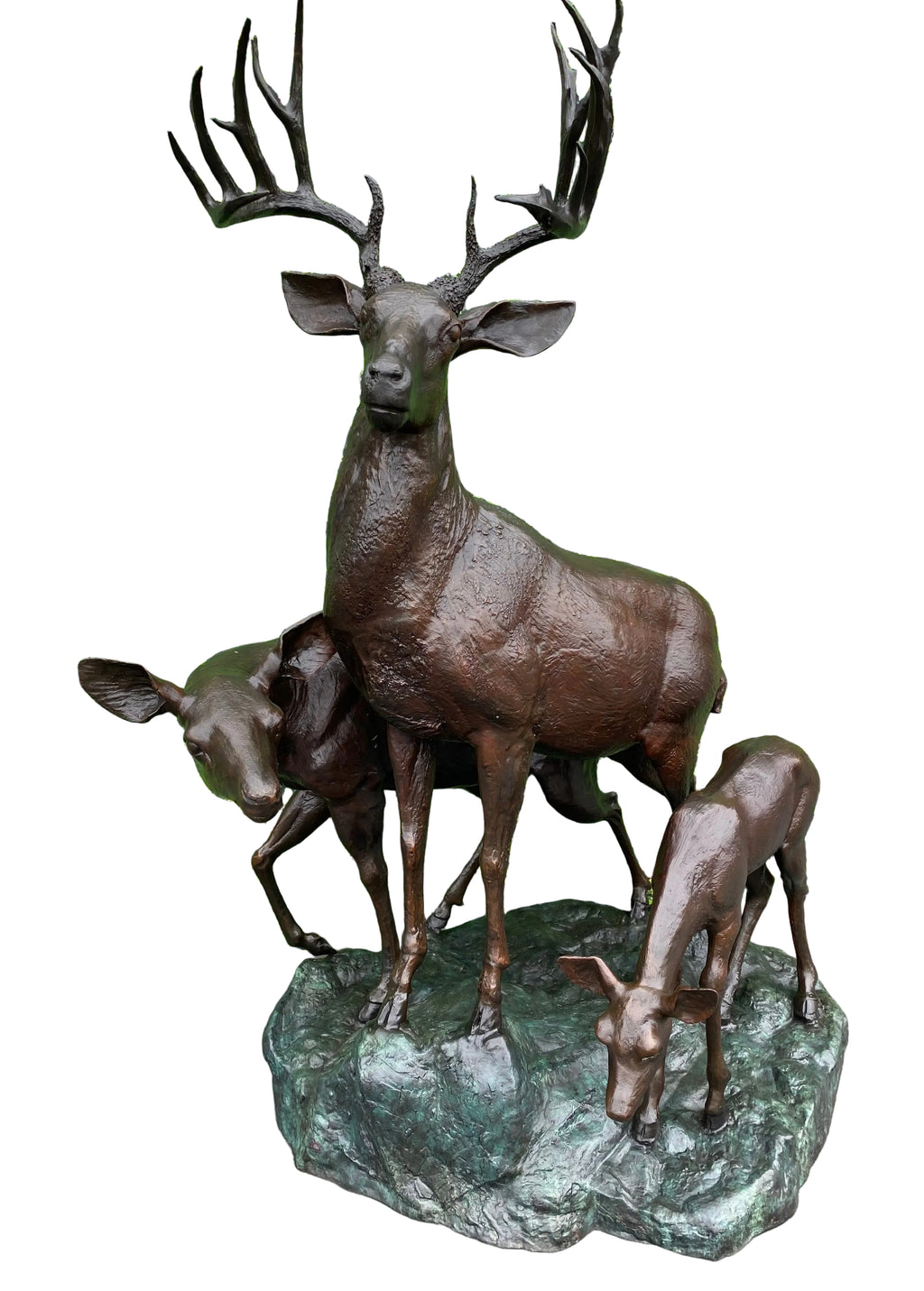 Deer/Elk Family