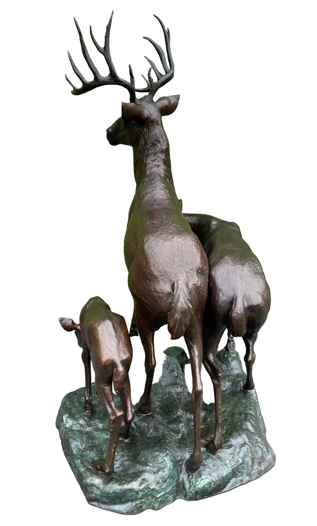 Deer/Elk Family