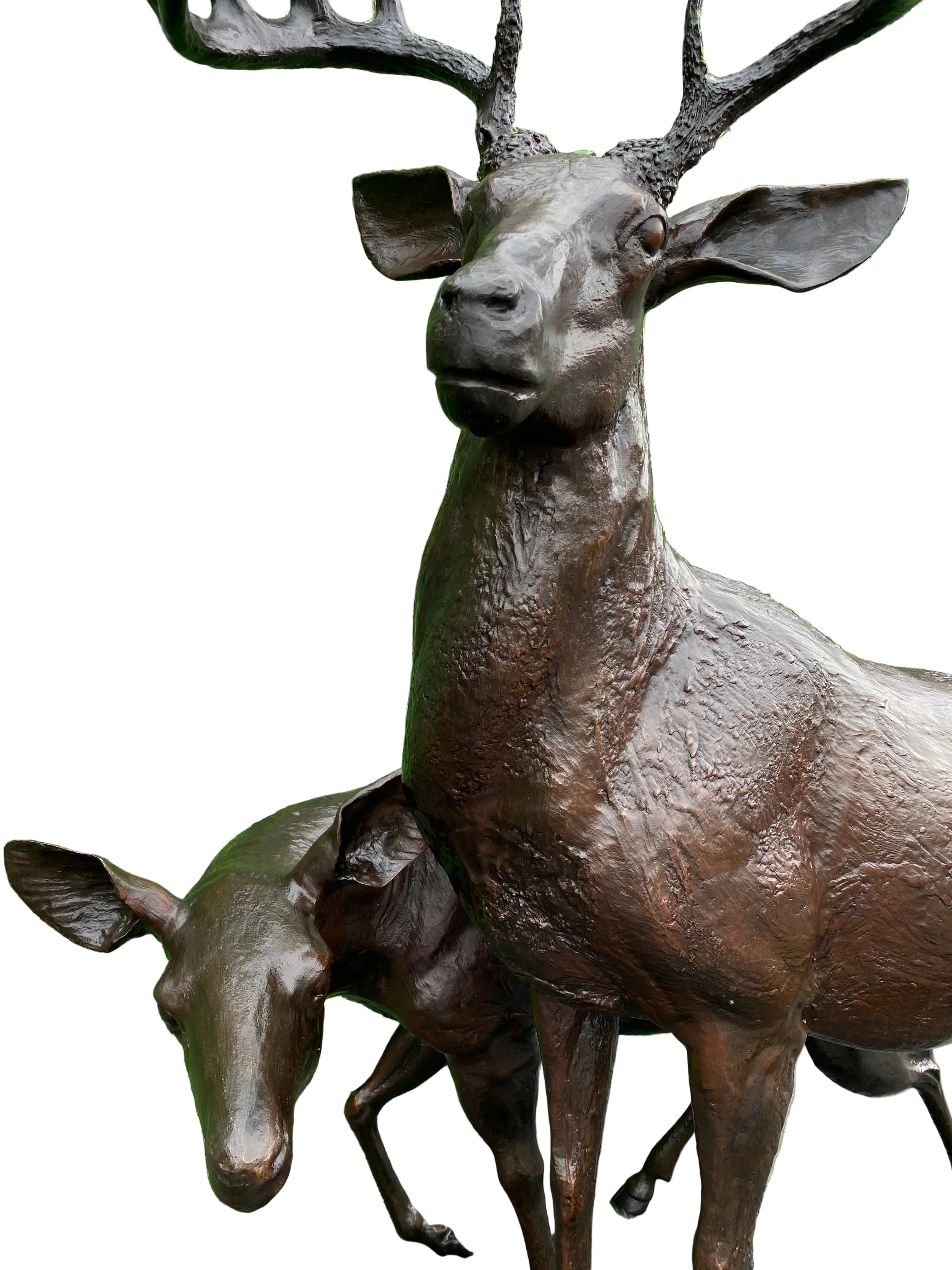 Deer Family