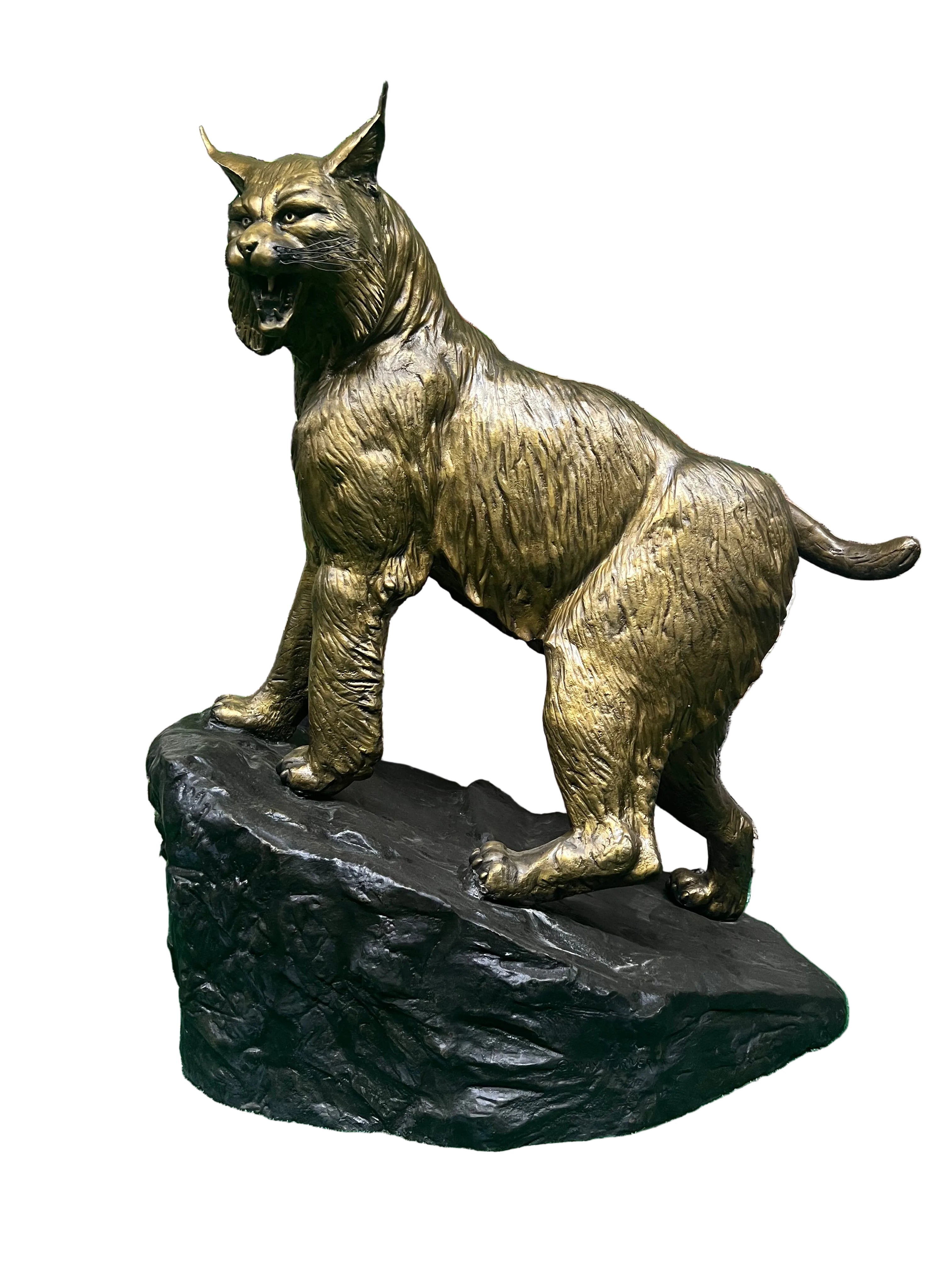 Wildcat