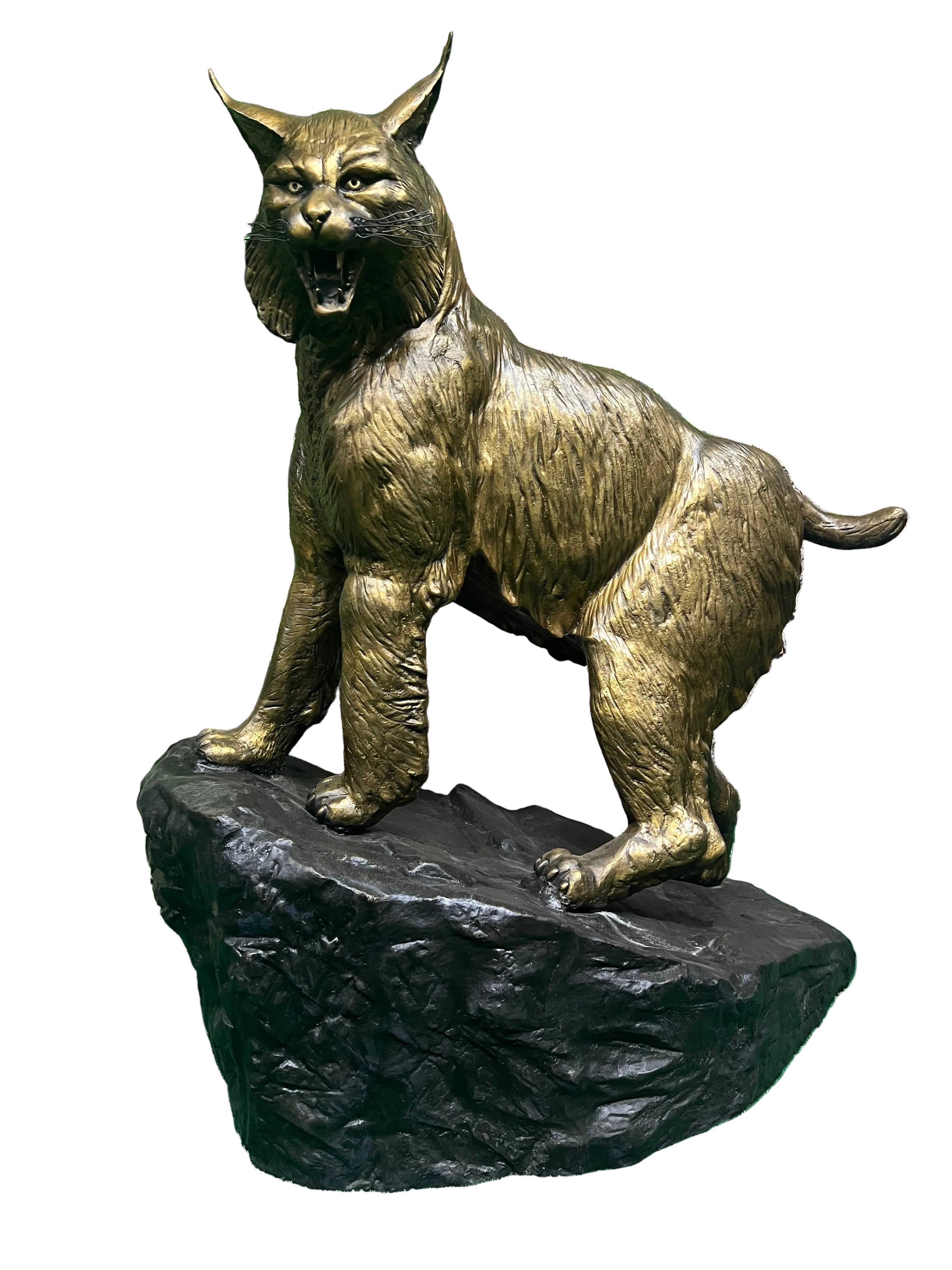 Wildcat